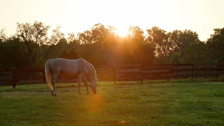 Horse grazing in pasture with sunset through trees in the background